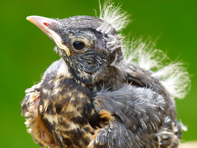 Oisillon avec plumage partiel  : poussin