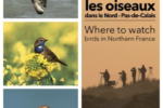 Où voir les oiseaux dans le Nord Pas-de-calais